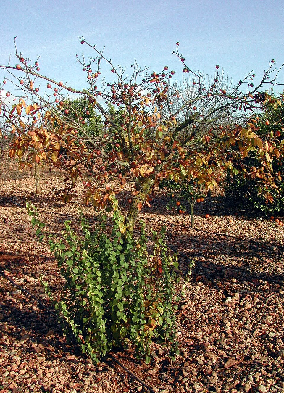 Crataegus germanica (Medlar)