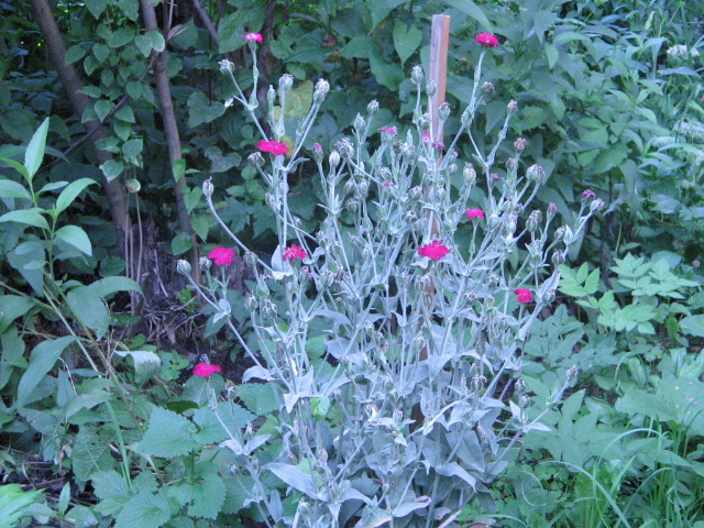Silene coronaria (Rose campion)