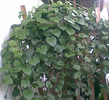 Anredera cordifolia (Mignonette vine) (alternate view 9)