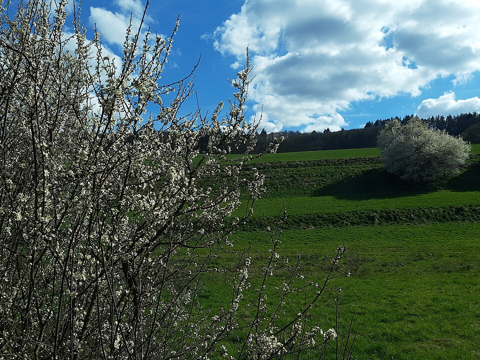 Prunus spinosa (Blackthorn)