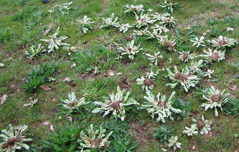 Hypochaeris (Cat's-Ears) (alternate view 5)