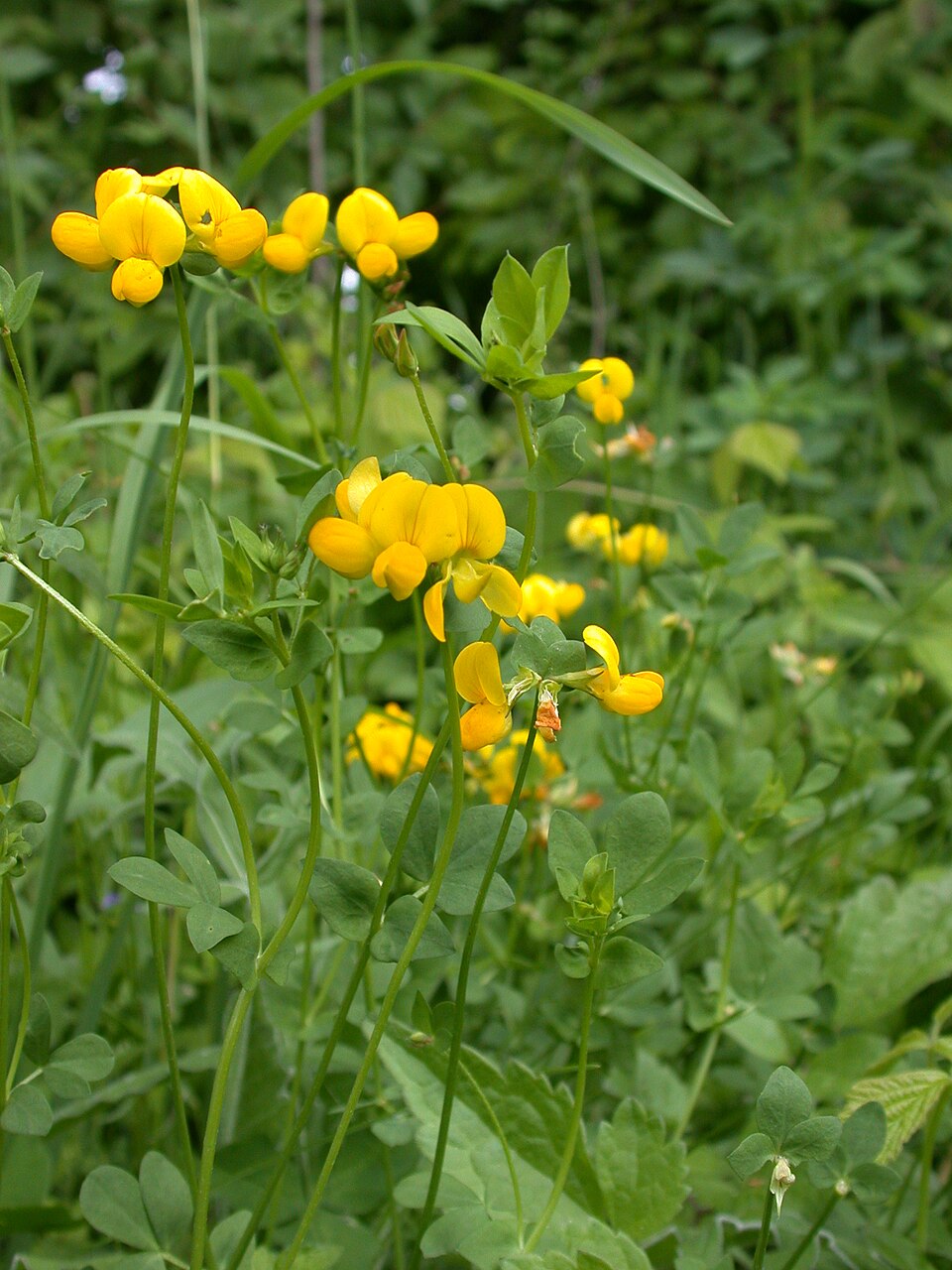 Lotus corniculatus (bird's-foot trefoil) (alternate view 7)