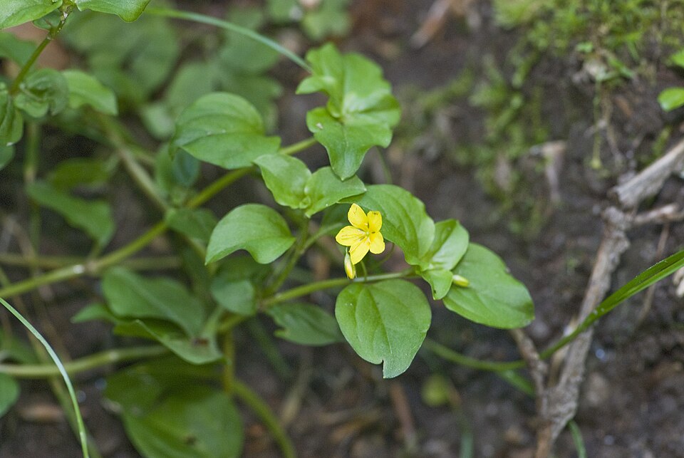 Lysimachia nemorum (Yellow Pimpernel)