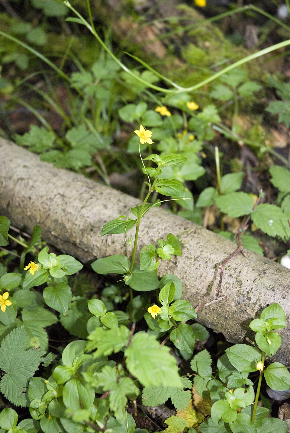 Lysimachia nemorum (Yellow Pimpernel)