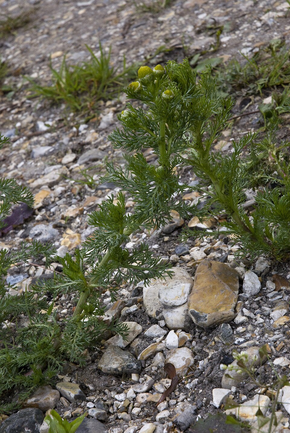 Matricaria discoidea (pineapple weed) (alternate view 6)