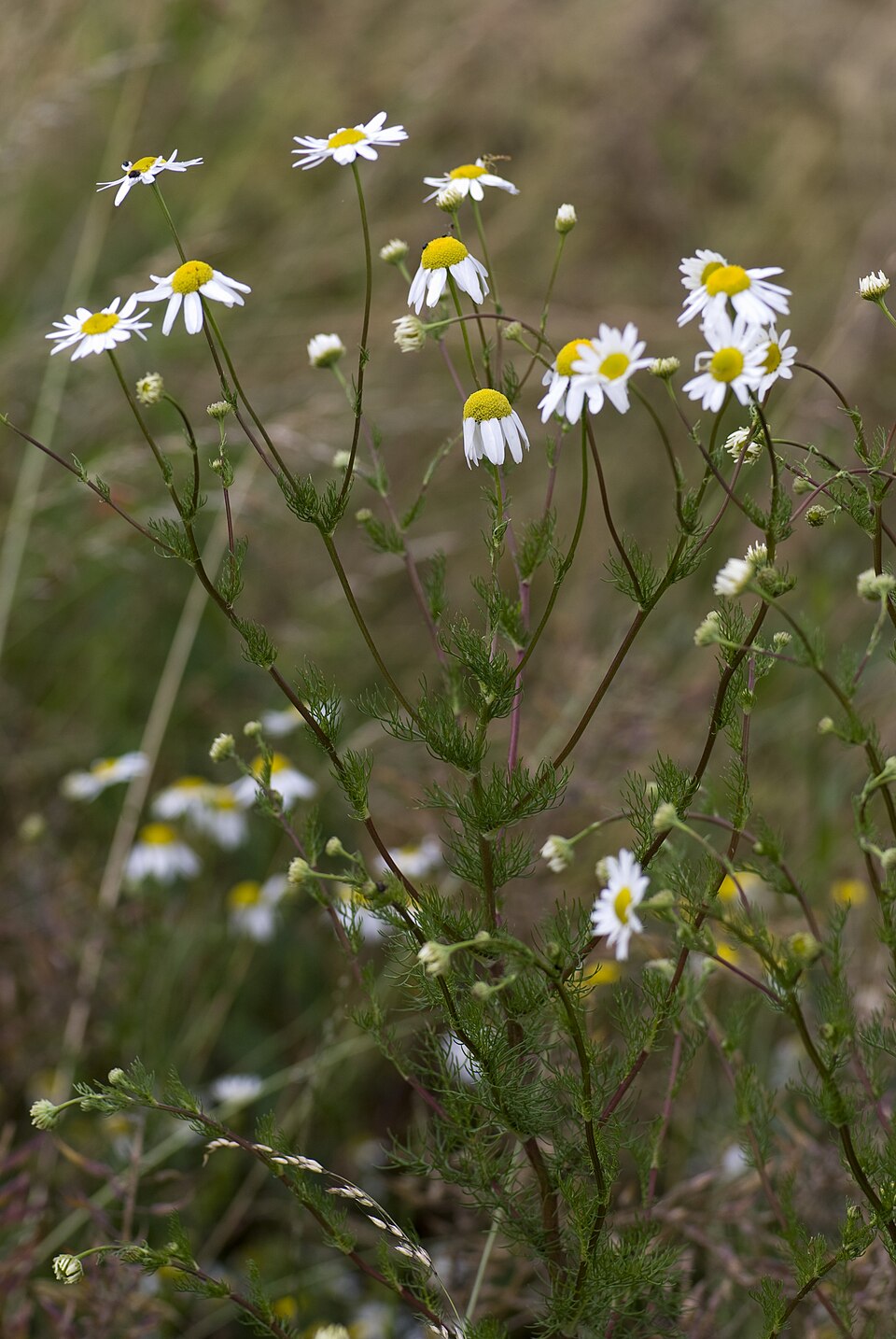 Tripleurospermum inodorum (scentless mayweed)