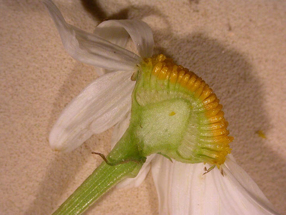 Tripleurospermum inodorum (scentless mayweed)