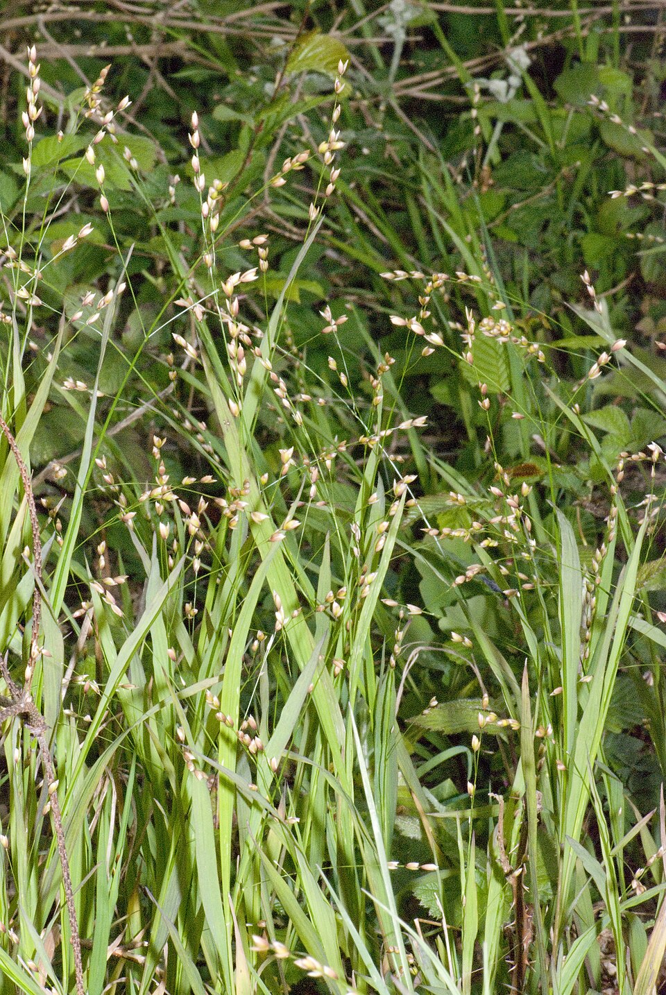 Melica uniflora (Wood Melick)