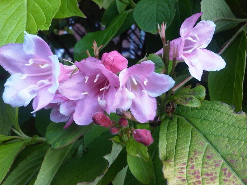Weigela florida (weigela) (alternate view 9)