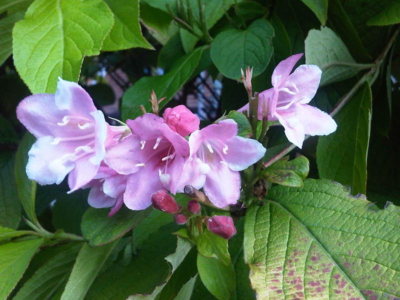 Weigela florida (weigela) (alternate view 10)