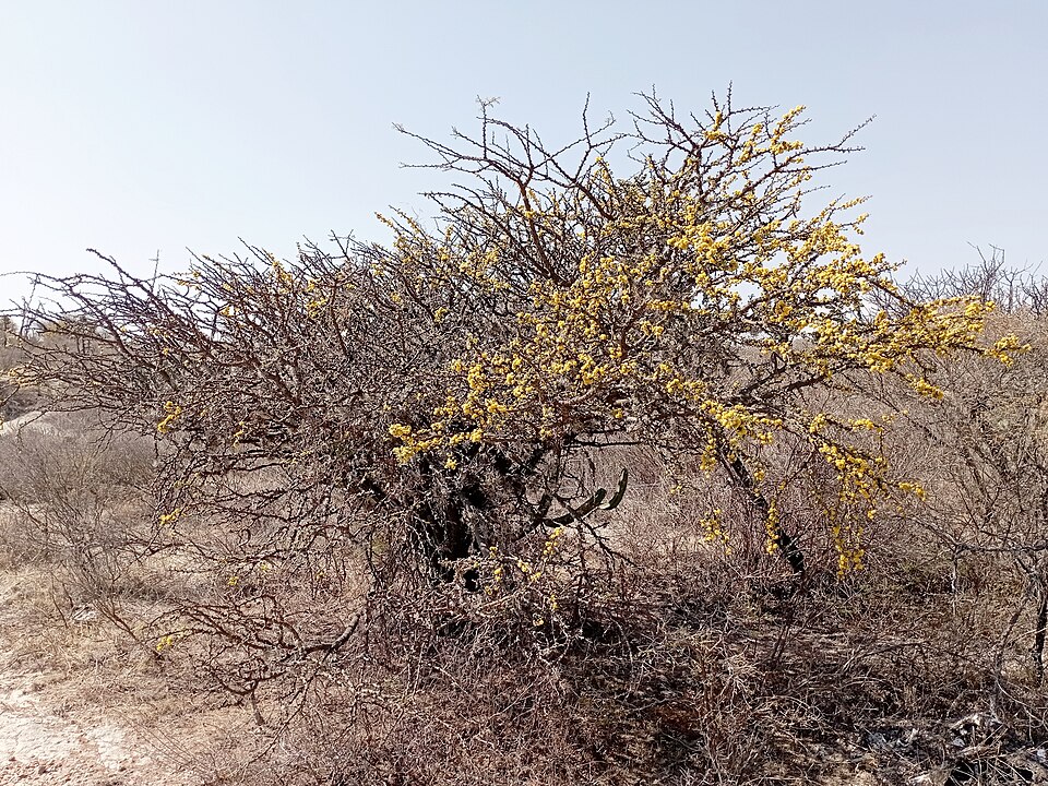 Vachellia (thorn trees) (alternate view 3)