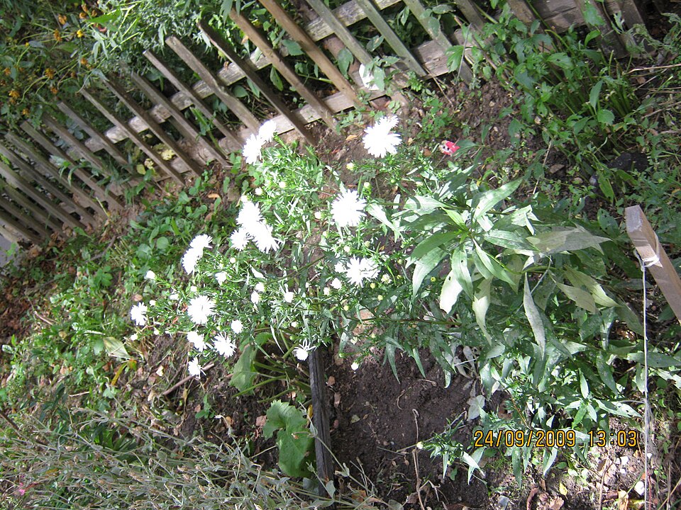 Symphyotrichum novi-belgii (New York aster)