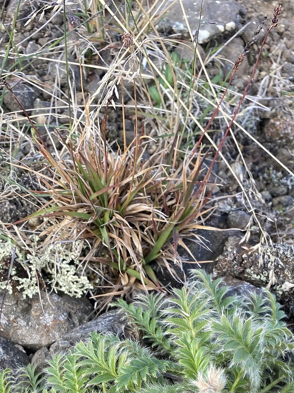 Luzula (woodrushes) (alternate view 10)