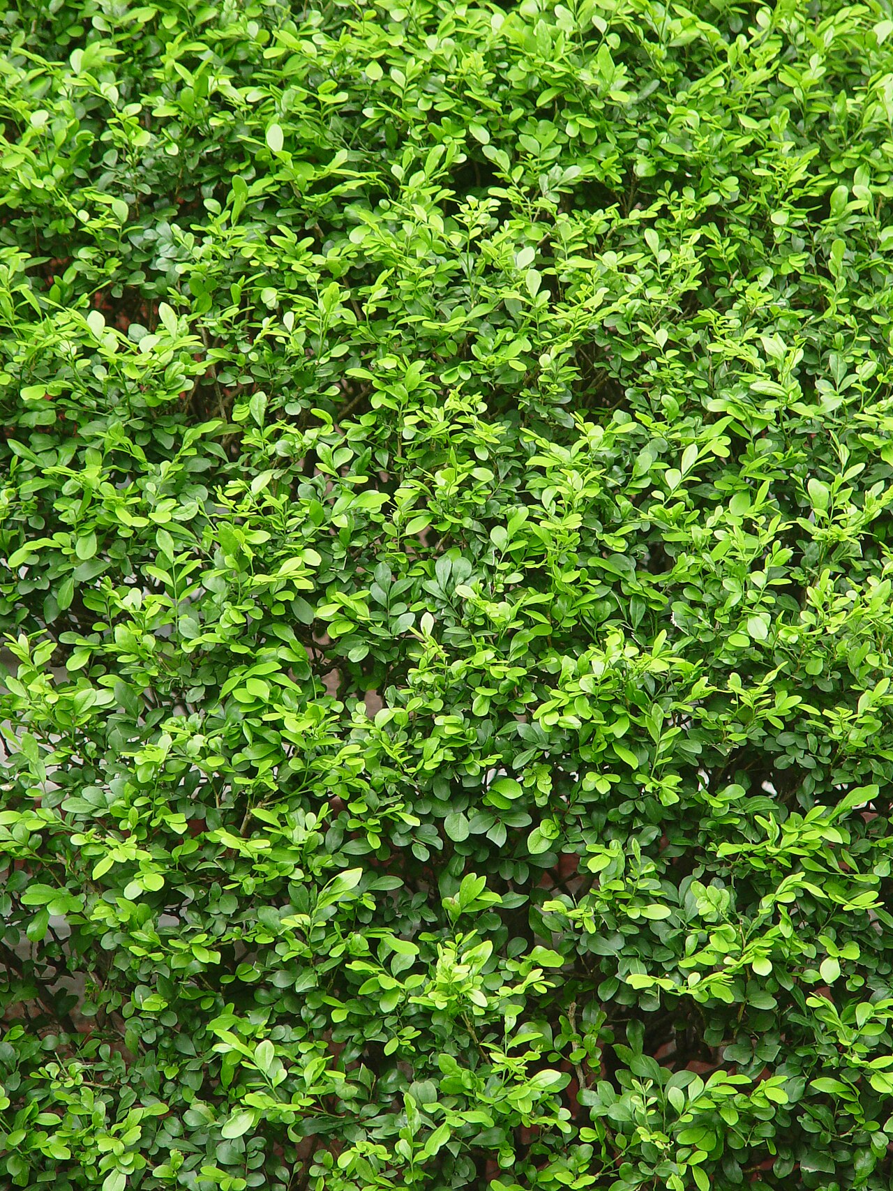 Murraya paniculata, Orange jessamine — upright evergreen (Rutaceae) (image 7 of 7)