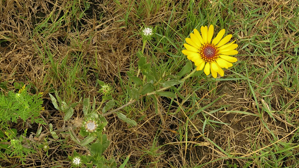 Grindelia (gumplants) (alternate view 2)