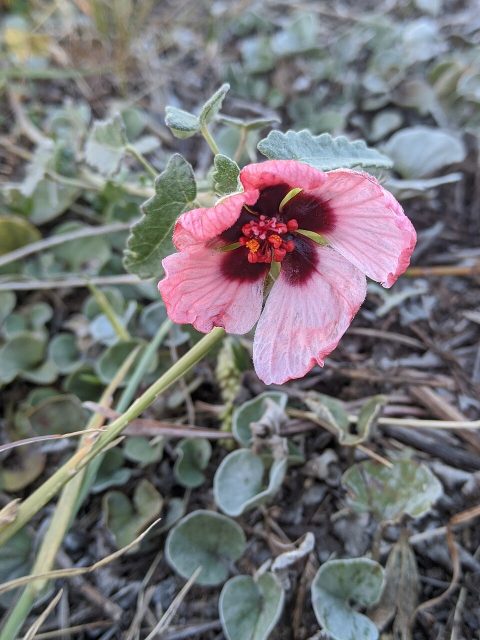 Pavonia (Swampmallows)