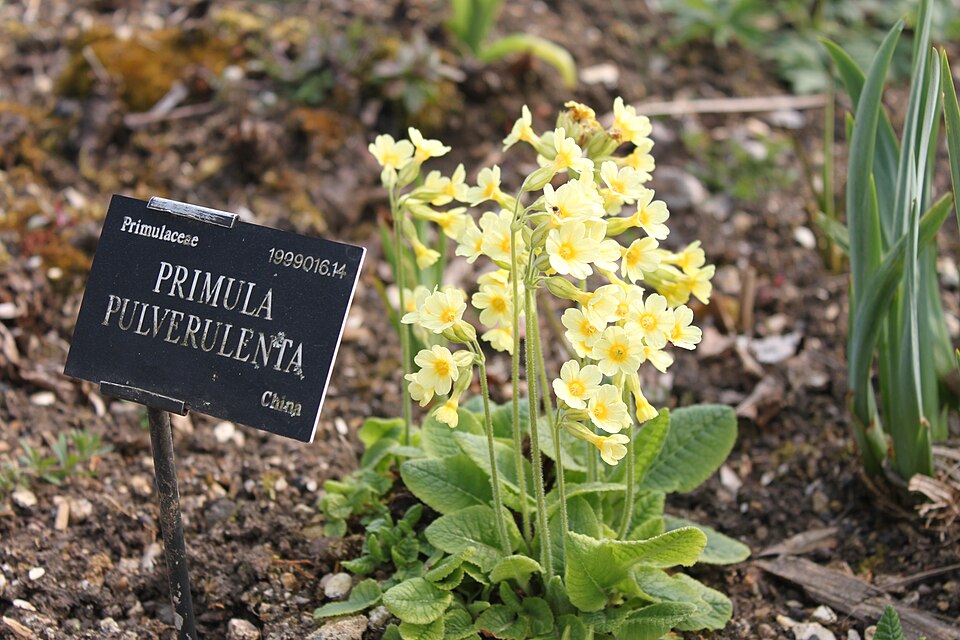 Primula pulverulenta (alternate view 3)