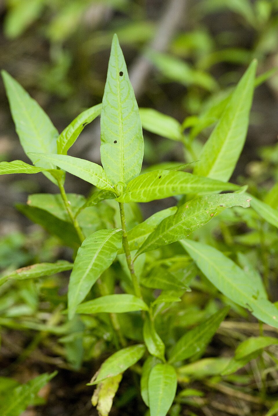 Persicaria hydropiper (waterpepper)