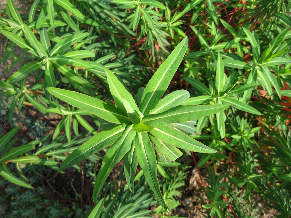 Euphorbia ceratocarpa (alternate view 7)