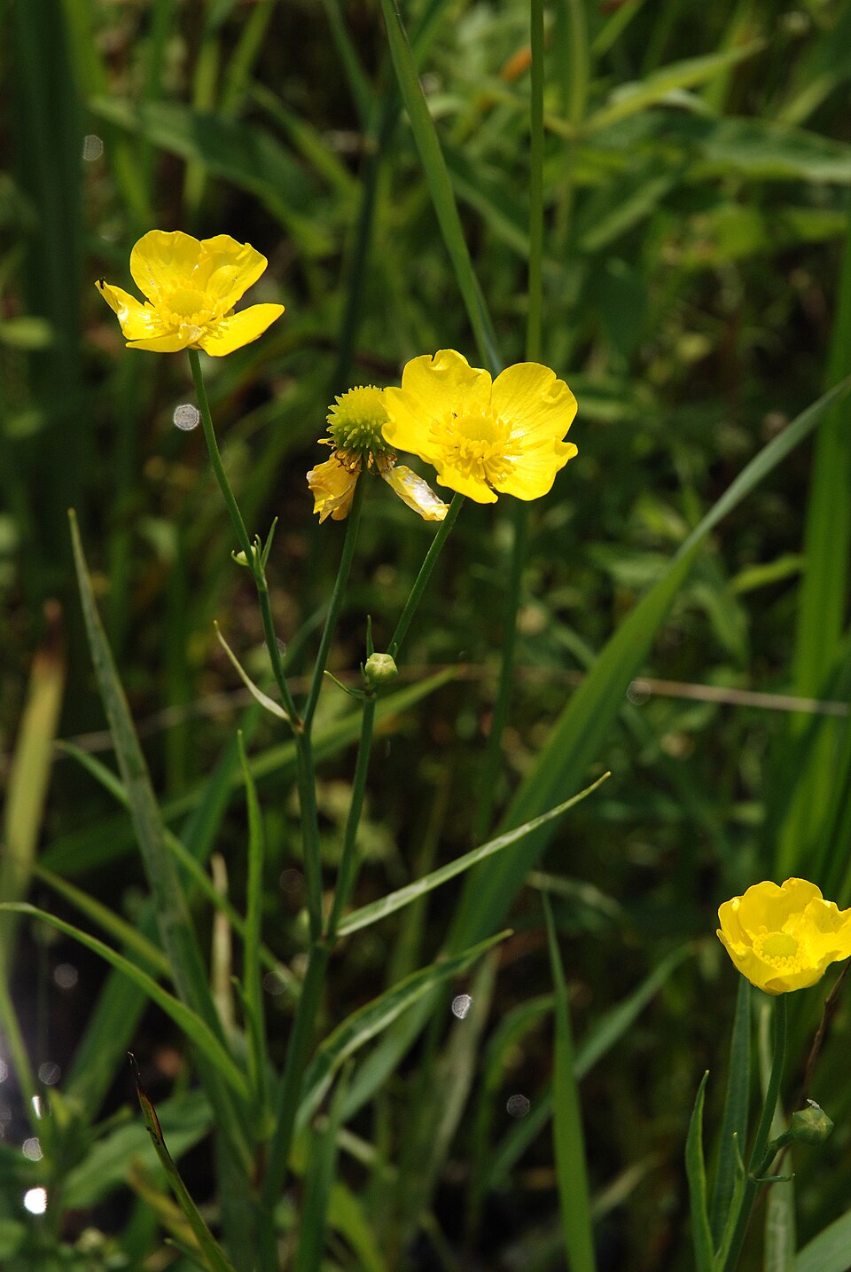 Ranunculus lingua (Greater Spearwort)