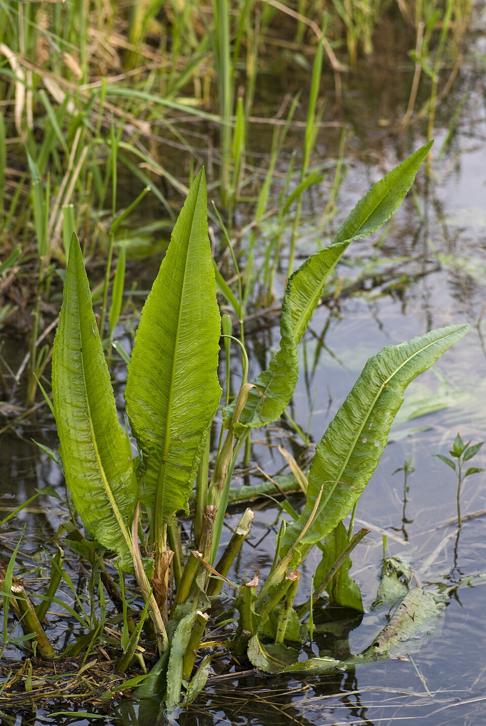 Rumex hydrolapathum (Water Dock)