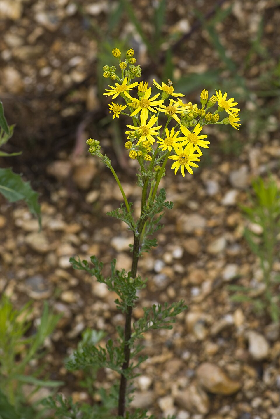 Jacobaea vulgaris (tansy ragwort)