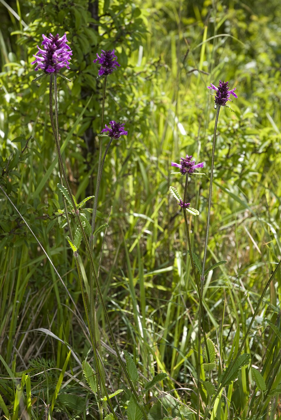 Betonica officinalis (common hedge-nettle)