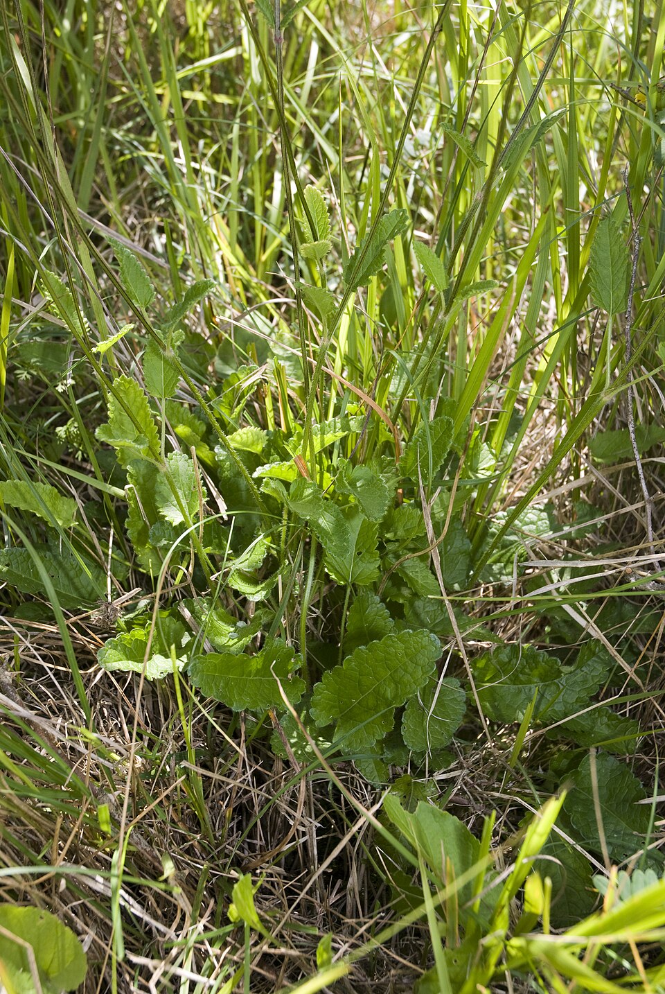 Betonica officinalis (common hedge-nettle)