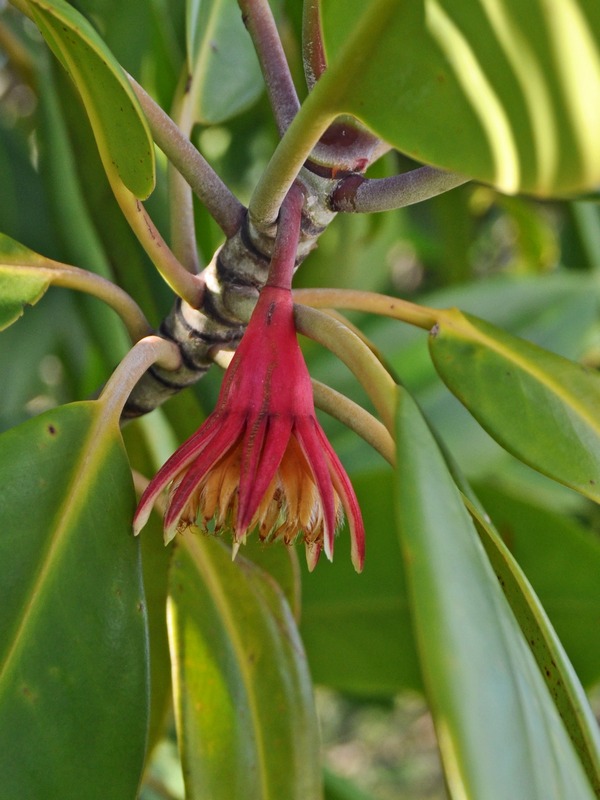 Bruguiera gymnorhiza (orange mangrove) (alternate view 8)