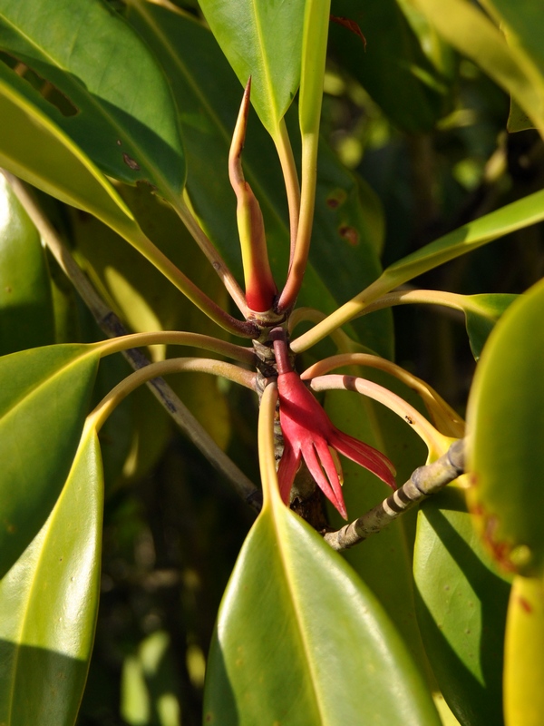 Bruguiera gymnorhiza (orange mangrove) (alternate view 9)