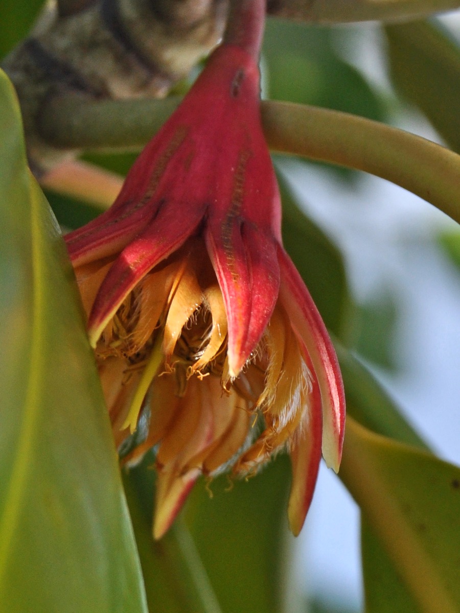 Bruguiera gymnorhiza (orange mangrove) (alternate view 10)