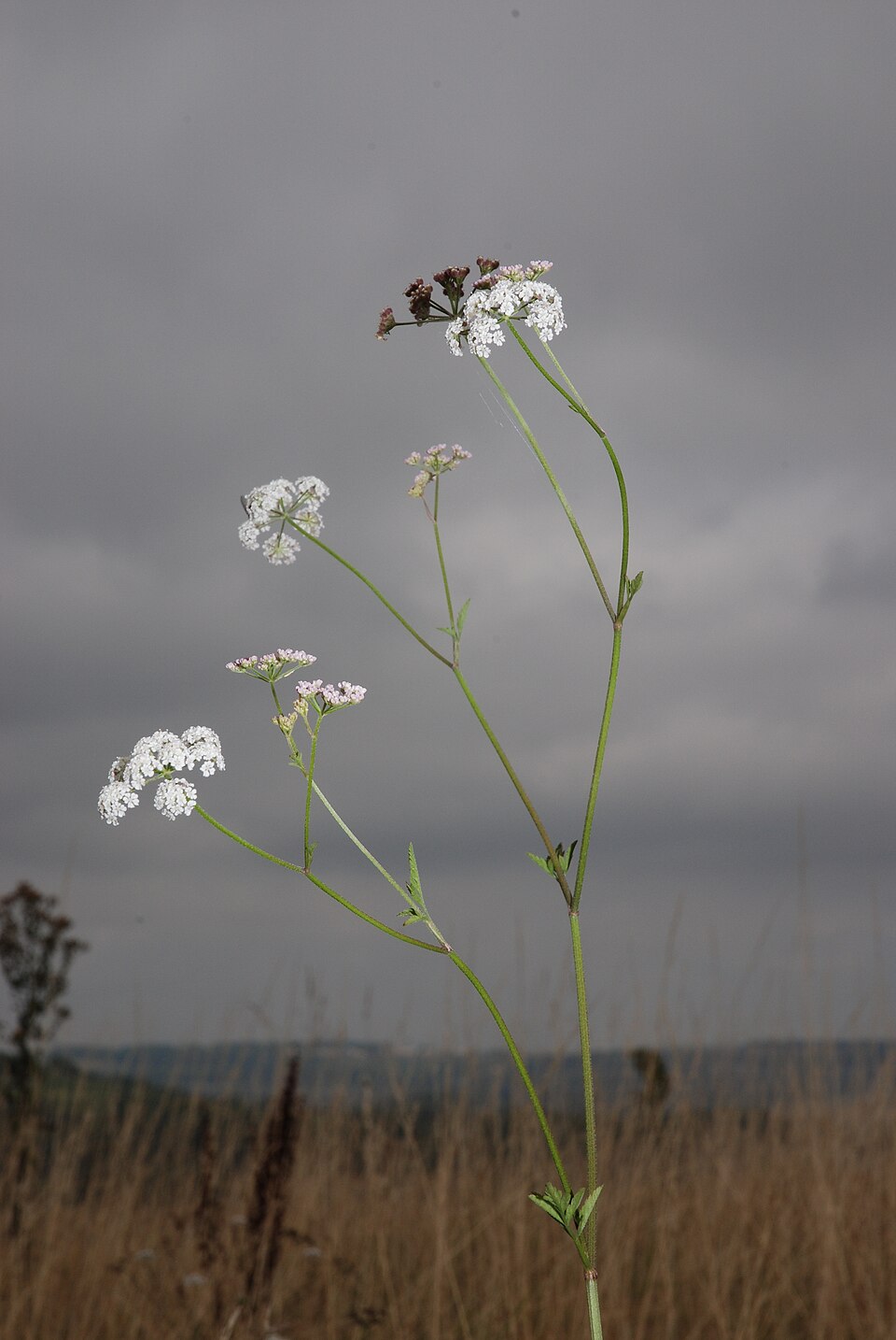 Torilis japonica (upright hedge-parsley)
