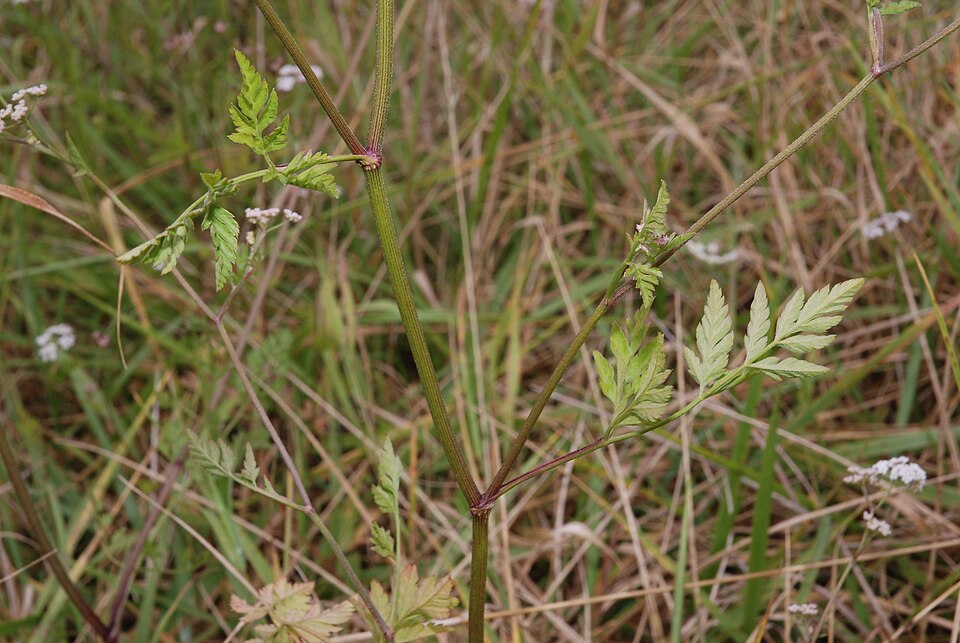Torilis japonica (upright hedge-parsley)