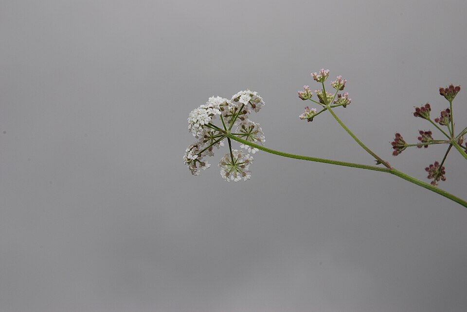 Torilis japonica (upright hedge-parsley)