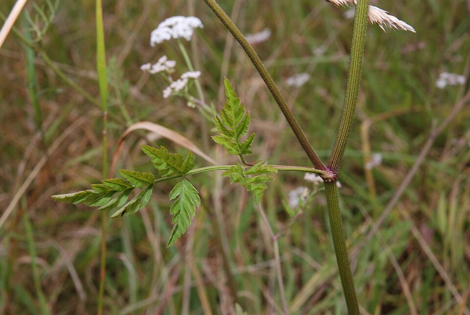 Torilis japonica (upright hedge-parsley)