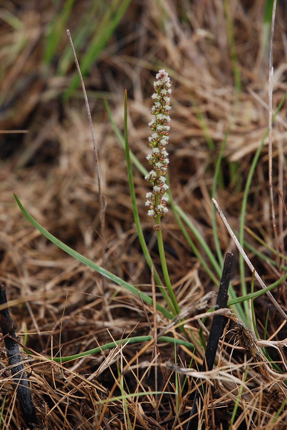 Triglochin maritima (common arrowgrass)