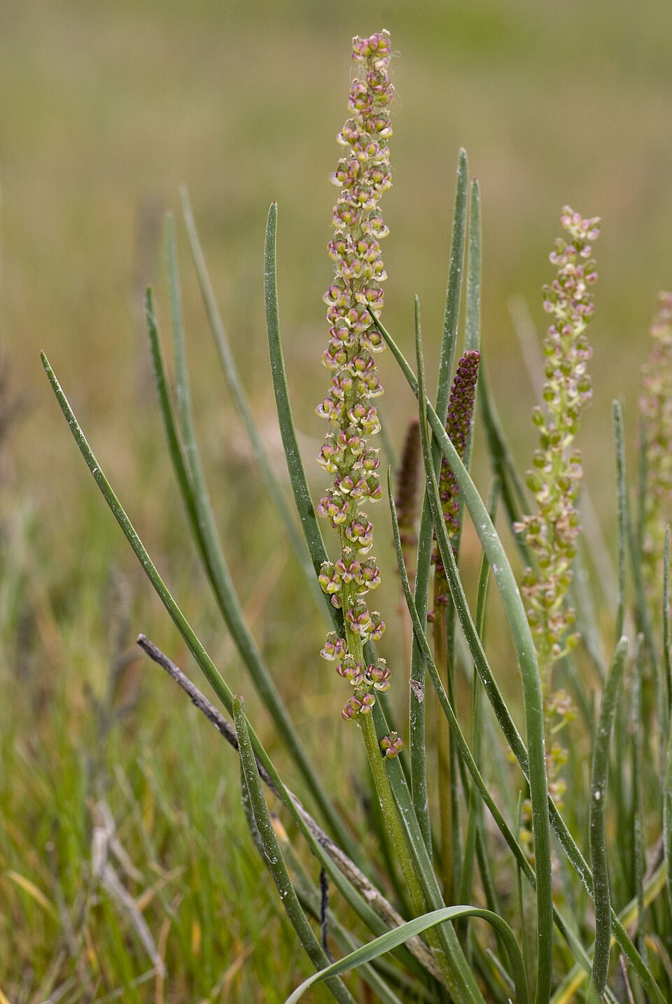 Triglochin maritima (common arrowgrass)