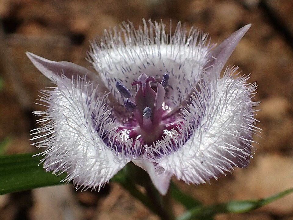 Calochortus (mariposa lilies)