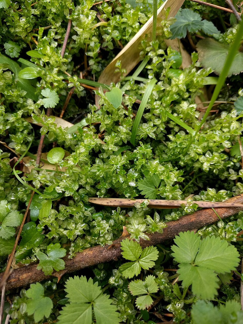 Plagiomnium (Thyme and Allied Mosses) (alternate view 3)