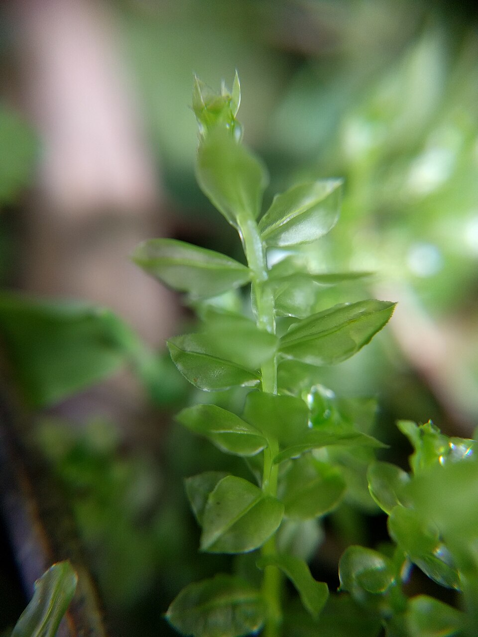 Plagiomnium (Thyme and Allied Mosses) (alternate view 4)