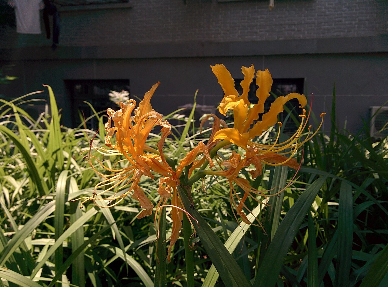 Lycoris aurea, Golden spider lily — clumping deciduous (Amaryllidaceae) (image 9 of 10)