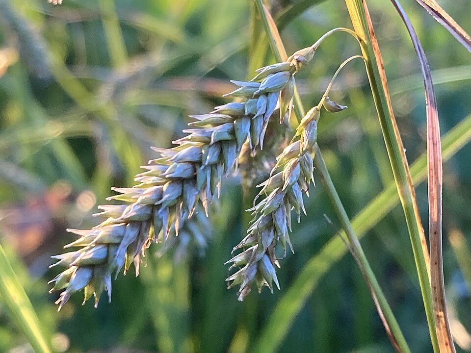 Carex cherokeensis (Cherokee Sedge) (alternate view 8)