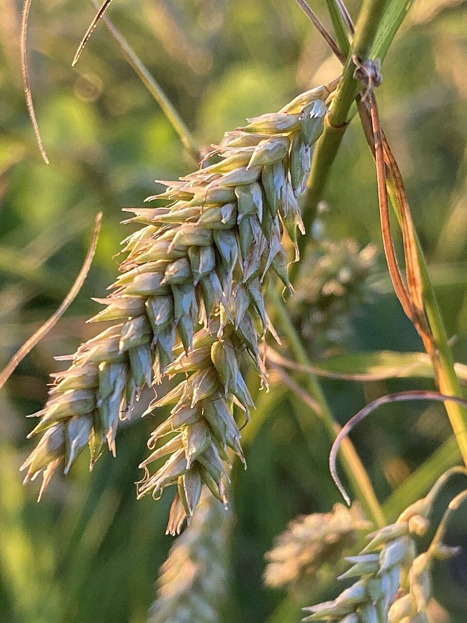 Carex cherokeensis (Cherokee Sedge) (alternate view 9)