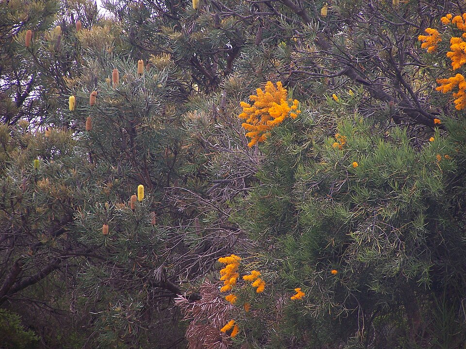 Nuytsia floribunda (Western Australian Christmas Tree) (alternate view 6)