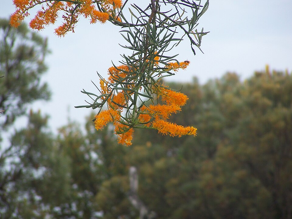 Nuytsia floribunda (Western Australian Christmas Tree) (alternate view 7)
