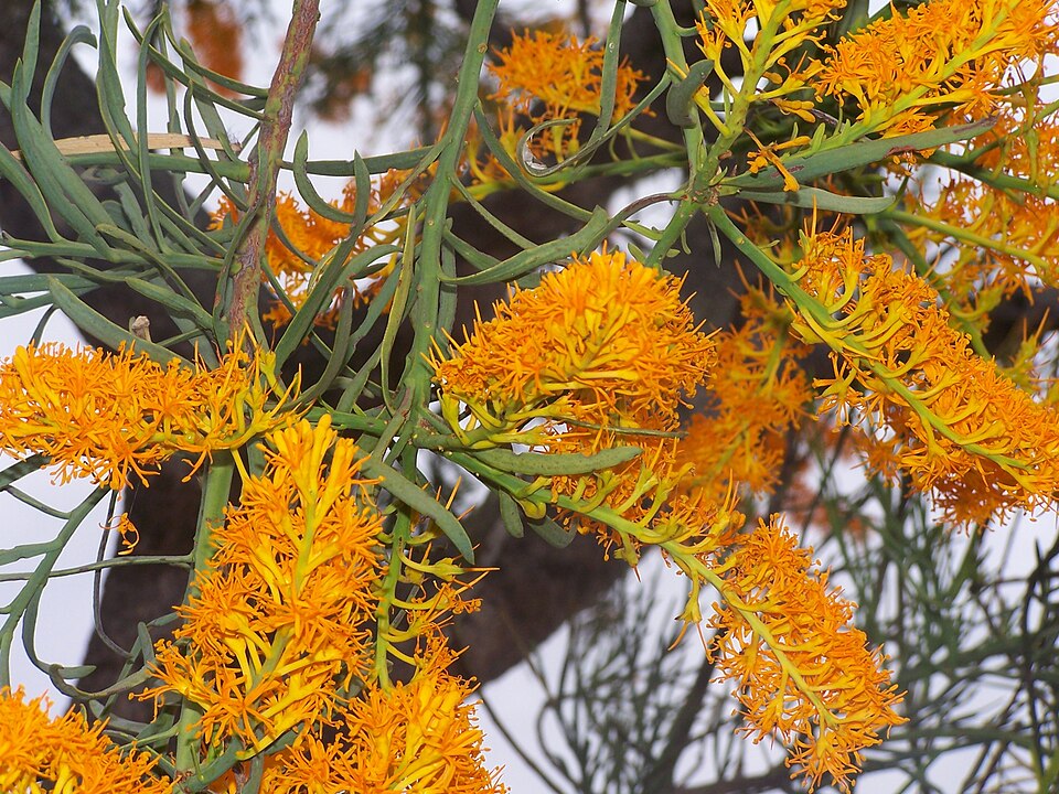 Nuytsia floribunda (Western Australian Christmas Tree) (alternate view 8)