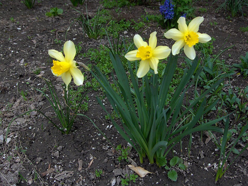 Narcissus × incomparabilis (Nonesuch Daffodil) (alternate view 11)