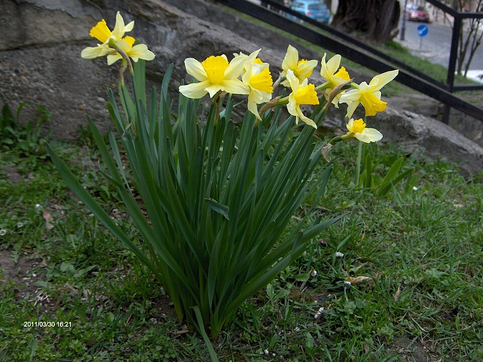 Narcissus × incomparabilis (Nonesuch Daffodil) (alternate view 12)