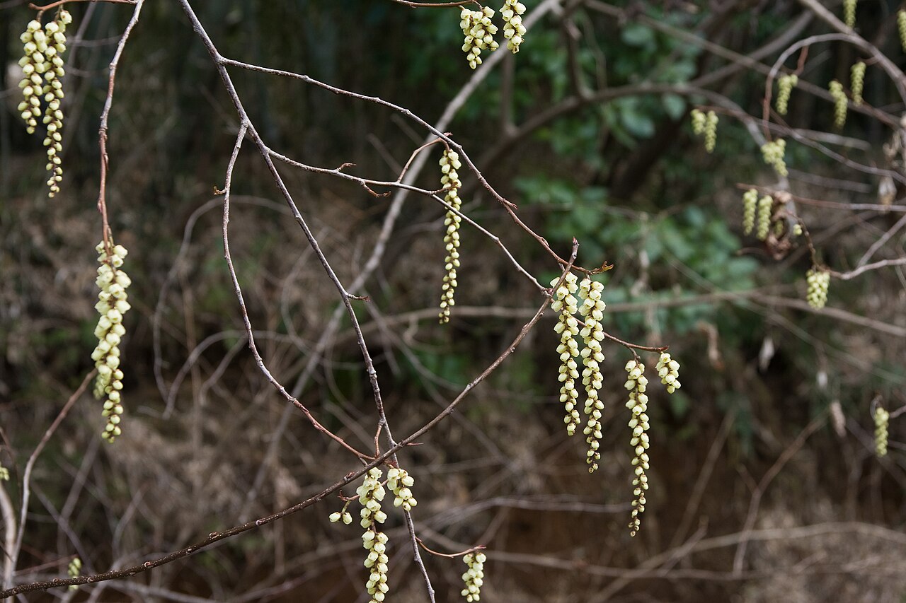 Stachyurus praecox, Early spiketail — spreading deciduous (Stachyuraceae) (image 3 of 10)