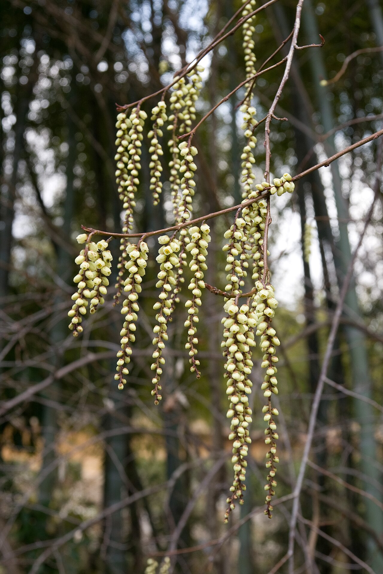 Stachyurus praecox, Early spiketail — spreading deciduous (Stachyuraceae) (image 4 of 10)